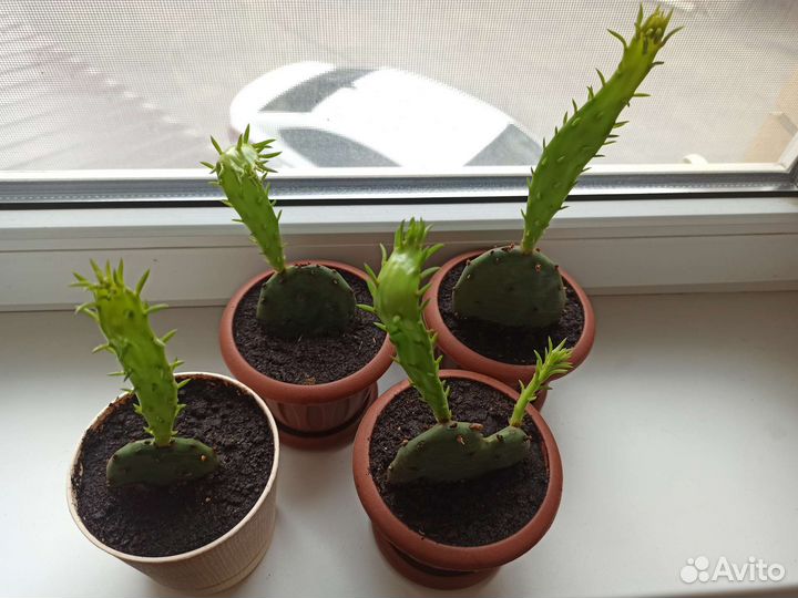 Кактус опунция морозостойкая