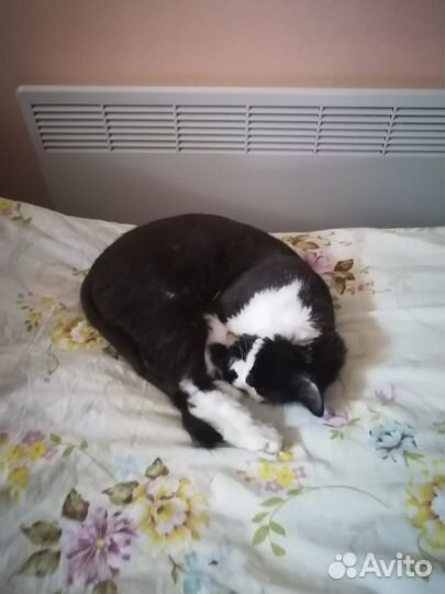 Котик в добрые руки