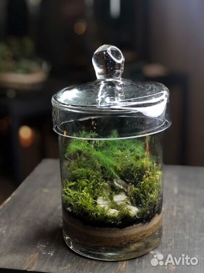 Флорариумы с живыми растениями. В наличии