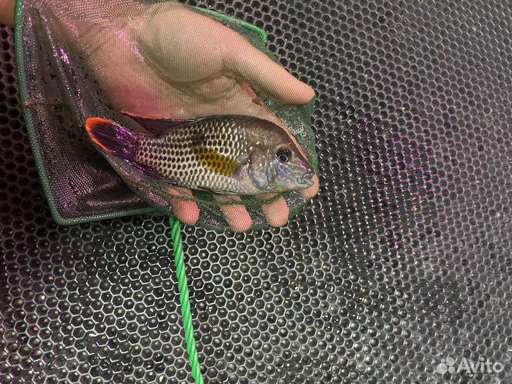 Акара бирюзовая