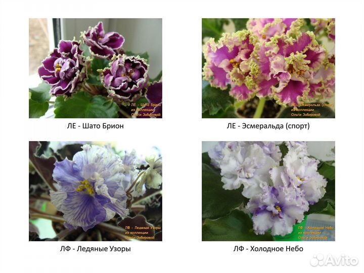 Фиалки. Продаются детки сортовых фиалок. Июль