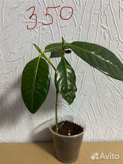 Гардения Жасминовидная