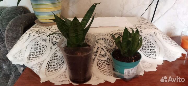 Сансевиерия (тещин язык)