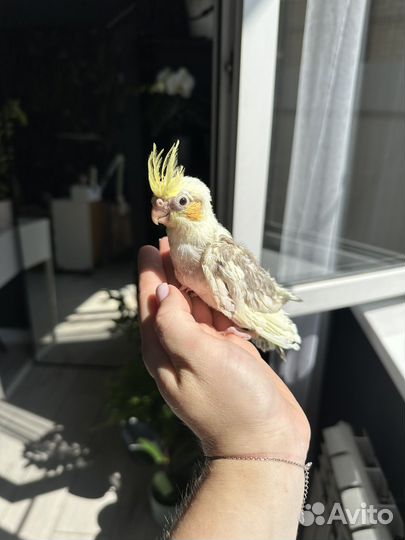 Попугай корелла птенец