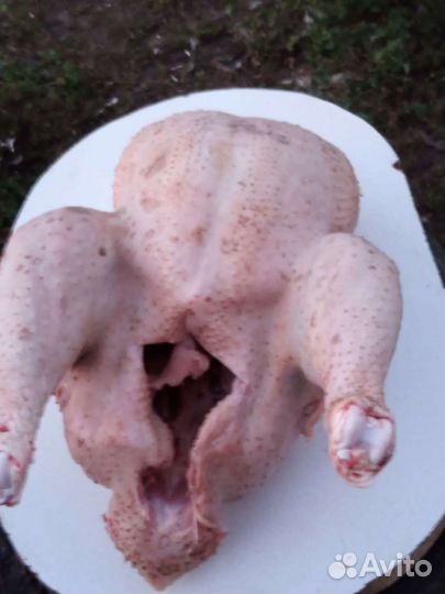 Мясо домашней индейки