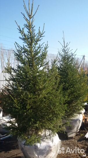 Саженцы Ели