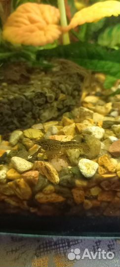 Мраморный рак