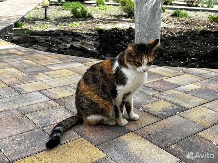 Тротуарная плитка Propress с гарантией