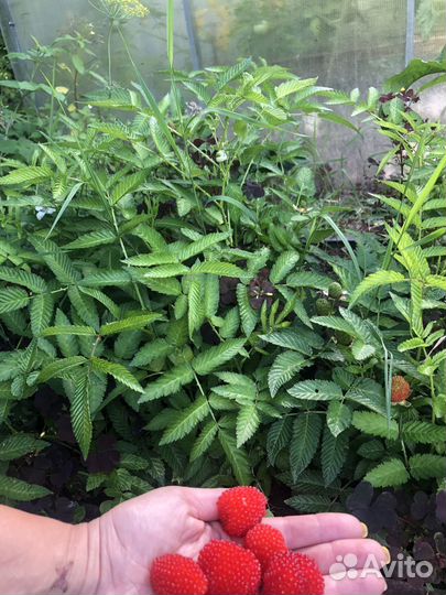 Тибетская малина саженцы