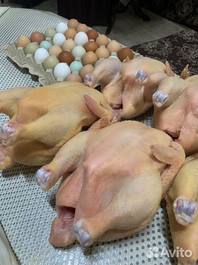 Курица домашняя + домашние яйца