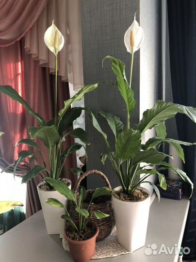 Спатифиллум