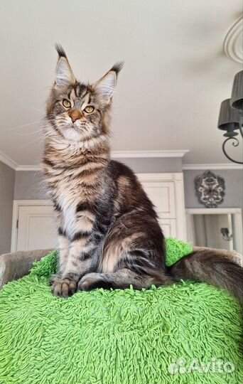 Мейн-кун девочка