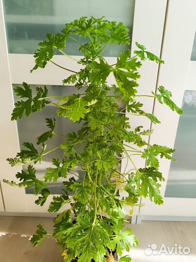 Герань душистая