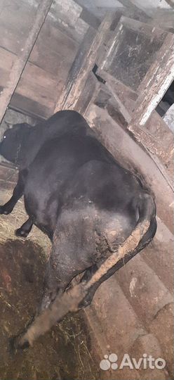 Быки Тёлки на мясо