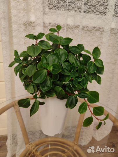 Комнатные цветы пеперомия