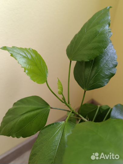 Гибискус китайская роза