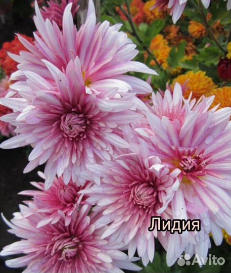 Хризантема корейская