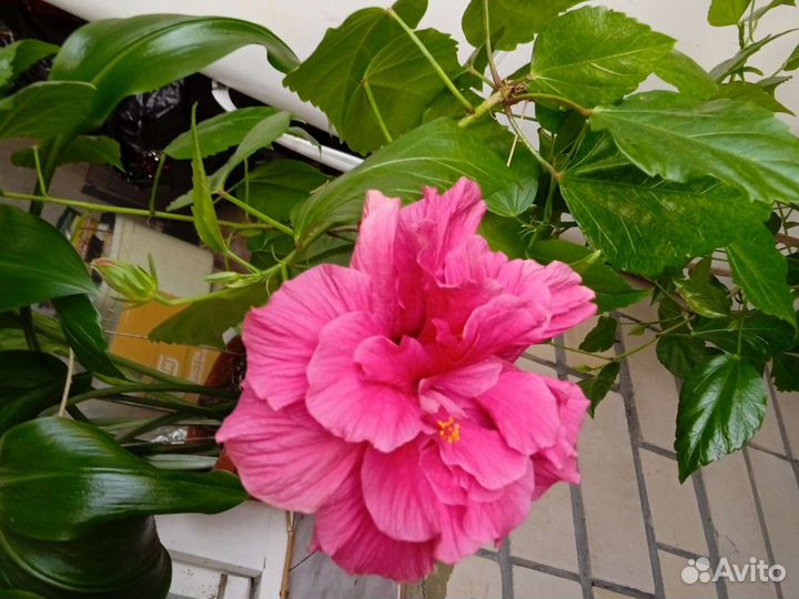 Черенок Гибискус розовый махровый Греция