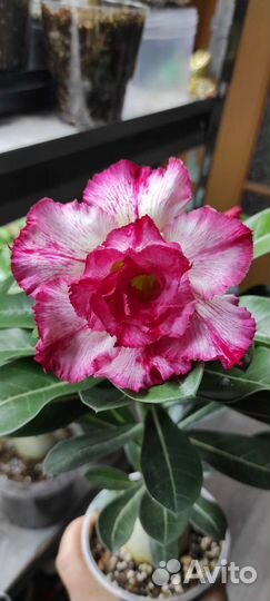 Адениум обессум