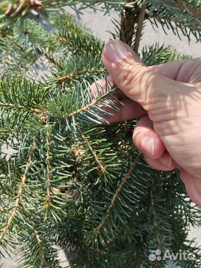 Ель сербская 