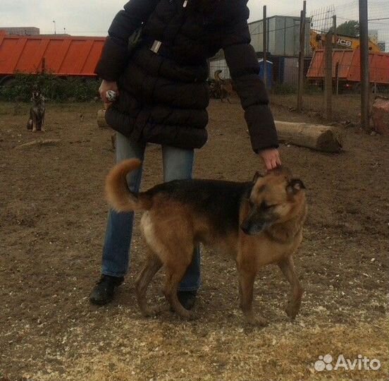 Собака бесплатно. Собака в добрые руки, в дар