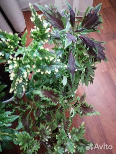 Колеусы сортовые