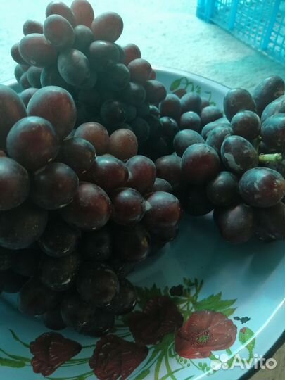 Виноград столовый