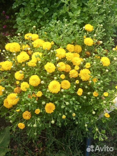 Хризантемы мультифлора