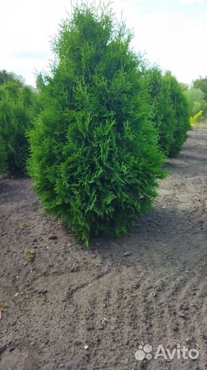 Туя Брабант