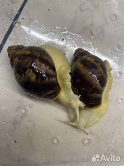 Улитка Архахатина Альбино (взрослые)