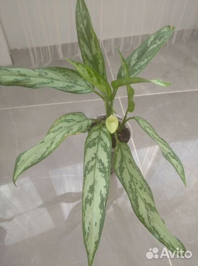 Аглаонема Сильвер Квин, Мария