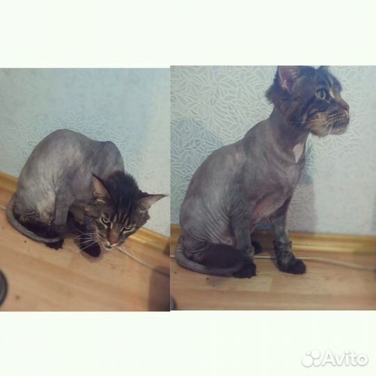 Стрижка кошек и собак