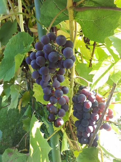 Дача 31 м² на участке 4 сот.