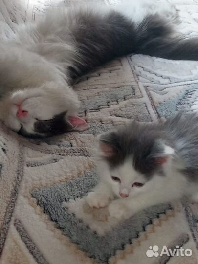 Отдам котенка