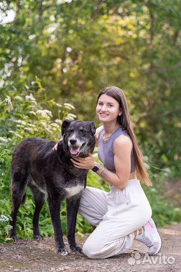 Собака компаньон в добрые руки