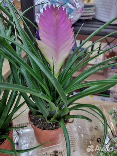 Тилландсия