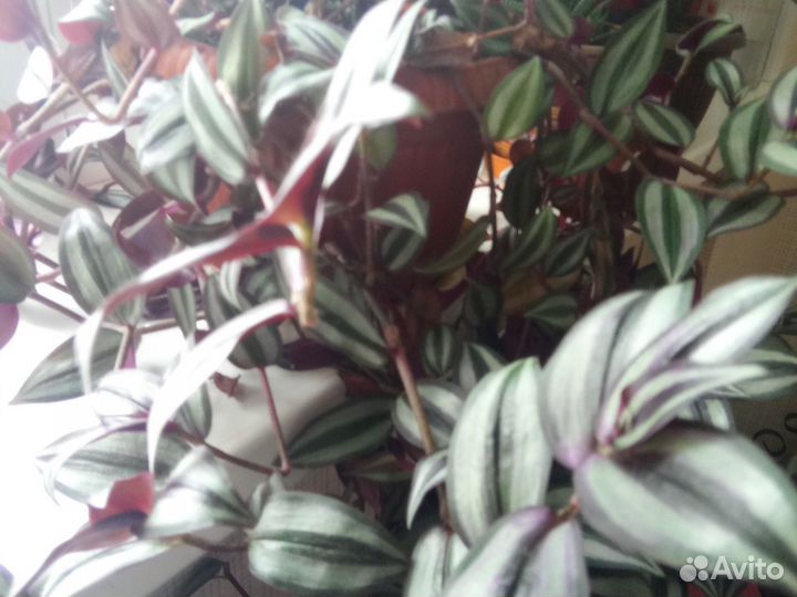 Шефлера очень густое