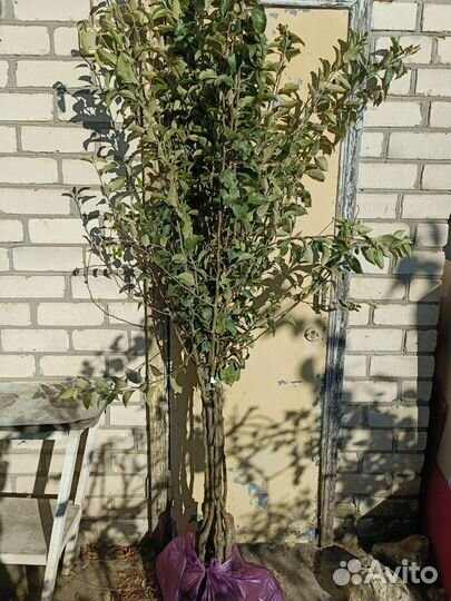 Саженцы плодовых деревьев: яблоня и груша