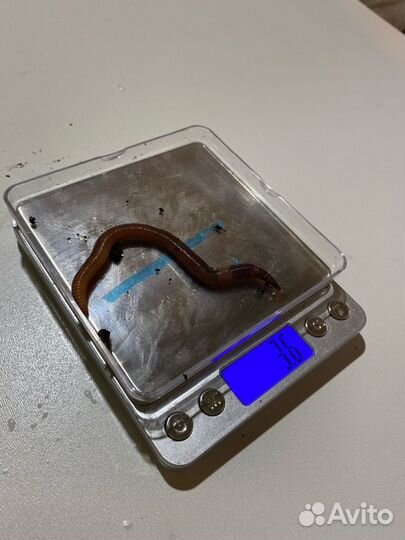 Червь Дендробена для рыбалки