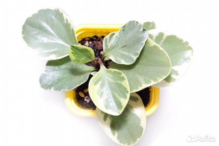 Пеперомия туполистная вариегатная / viridi mea
