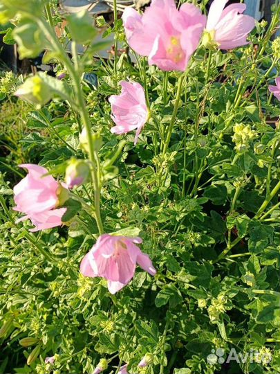 Мальва Розовая