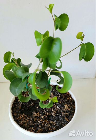 Фикус барок