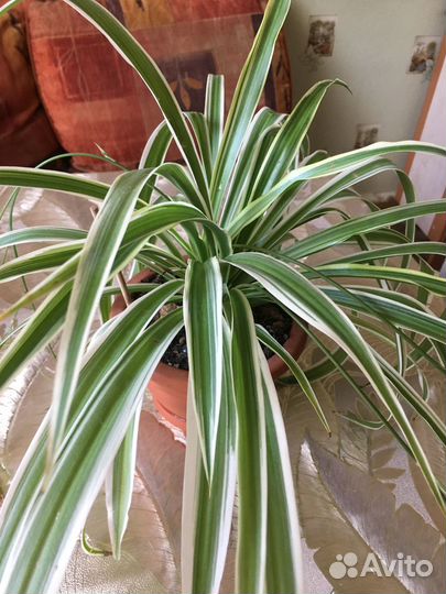 Отростки цветов