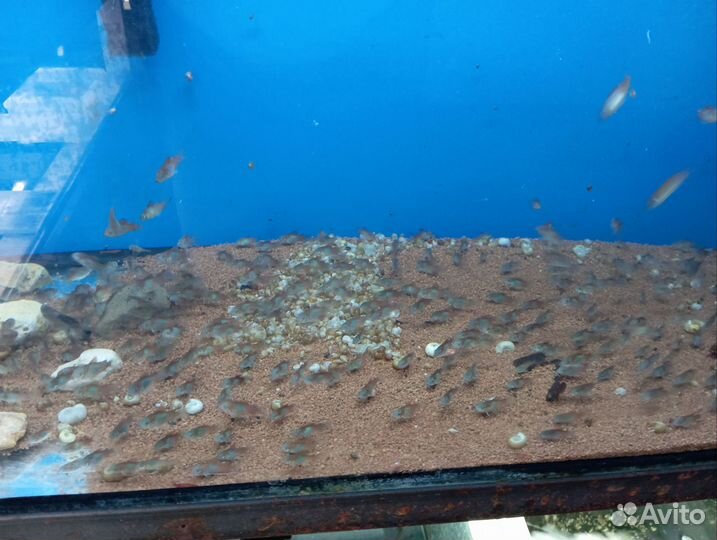 Коридорасы разные