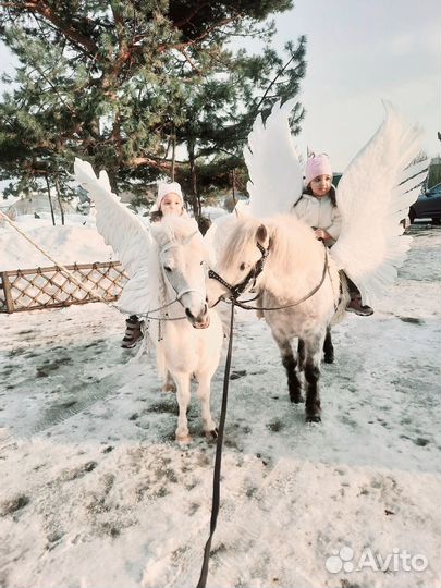 Пони на праздник, пони на мероприятие