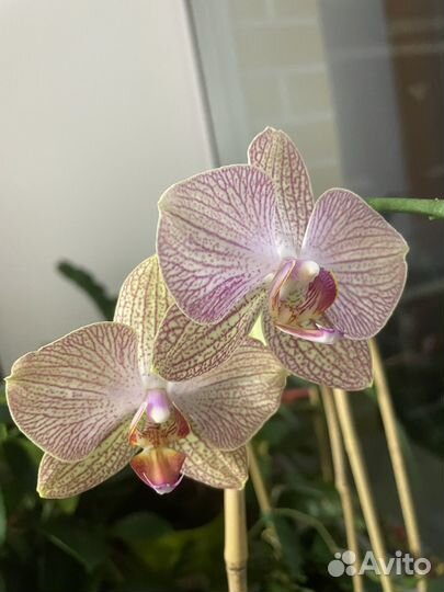 Орхидея фаленопсис Long Apollo