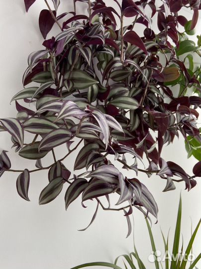 Черенки традесканции