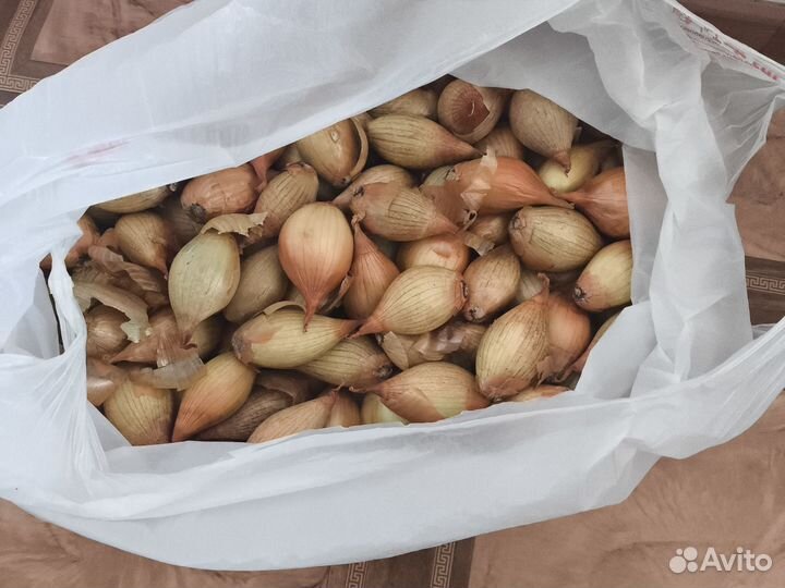 Лук на посадку