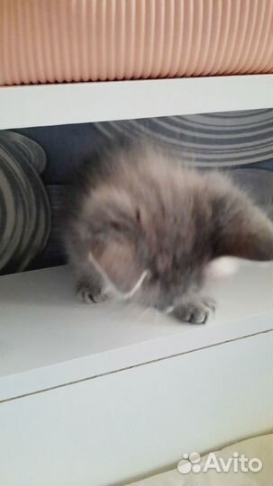 Котята