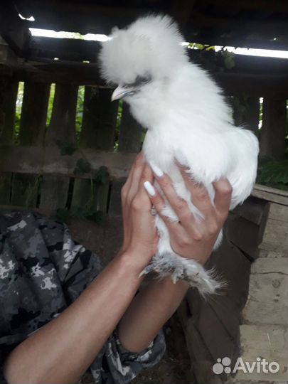 Цыплята китайских шёлковых курочек